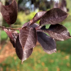 Fast Growing Trees Canada Red Chokecherry Tree See All Fruit Trees