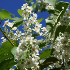 Fast Growing Trees Canada Red Chokecherry Tree See All Fruit Trees