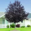 Fast Growing Trees Canada Red Chokecherry Tree See All Fruit Trees