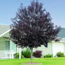 Fast Growing Trees Canada Red Chokecherry Tree See All Fruit Trees