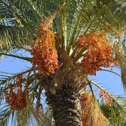 Fast Growing Trees Canary Island Date Palm Palm Trees 9 Fast Growing Trees Canary Island Date Palm Palm Trees