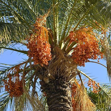 Fast Growing Trees Canary Island Date Palm Palm Trees 6 Fast Growing Trees Canary Island Date Palm Palm Trees