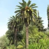 Fast Growing Trees Canary Island Date Palm Palm Trees