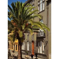 Fast Growing Trees Canary Island Date Palm Palm Trees 8 Fast Growing Trees Canary Island Date Palm Palm Trees