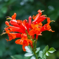 Fast Growing Trees Cape Honeysuckle See All Shrubs & Hedges