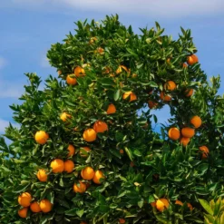 Fast Growing Trees Citrus Trees Cara Cara Orange Tree