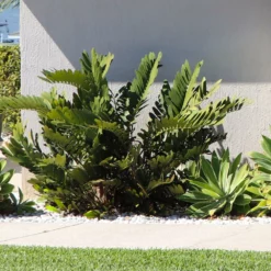 Fast Growing Trees Cardboard Palm Tree