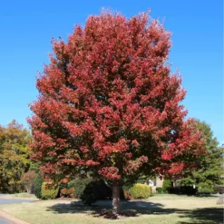 Fast Growing Trees Cardinal Red™ Maple Tree Maple Trees