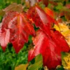 Fast Growing Trees Cardinal Red™ Maple Tree Maple Trees