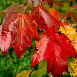 Fast Growing Trees Cardinal Red™ Maple Tree Maple Trees
