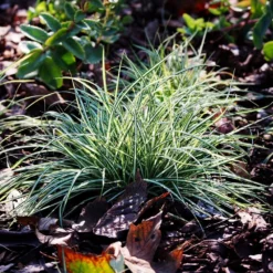 Fast Growing Trees See All Shrubs & Hedges Ice Dance Sedge Plant