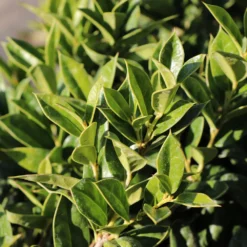 Fast Growing Trees Carissa Holly Holly Trees