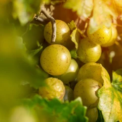 Fast Growing Trees Carlos Muscadine Grape Grape Vines