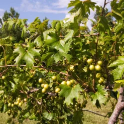 Fast Growing Trees Carlos Muscadine Grape Grape Vines