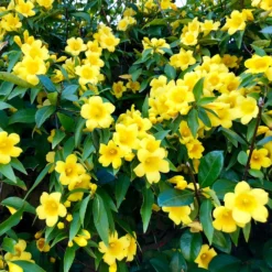 Fast Growing Trees Carolina Jasmine