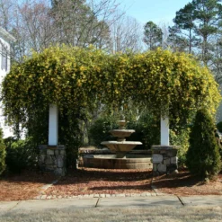 Fast Growing Trees Carolina Jasmine See All Shrubs & Hedges