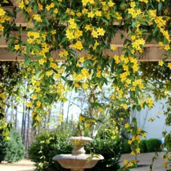Fast Growing Trees Carolina Jasmine