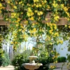 Fast Growing Trees Carolina Jasmine