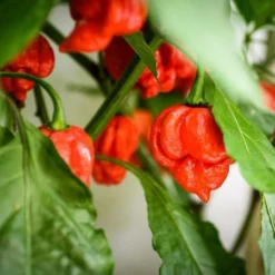 Fast Growing Trees Tropical Fruit Trees Carolina Reaper Pepper Plant - USDA Organic