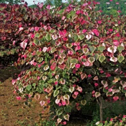 Fast Growing Trees Redbud Trees Carolina Sweetheart® Redbud 8 Fast Growing Trees Redbud Trees Carolina Sweetheart® Redbud