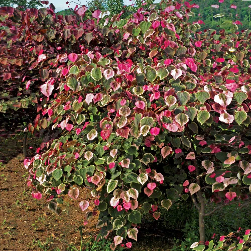 Fast Growing Trees Redbud Trees Carolina Sweetheart® Redbud 5 Fast Growing Trees Redbud Trees Carolina Sweetheart® Redbud