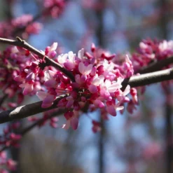 Fast Growing Trees Redbud Trees Carolina Sweetheart® Redbud 9 Fast Growing Trees Redbud Trees Carolina Sweetheart® Redbud