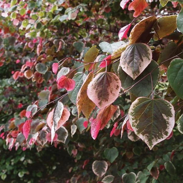 Fast Growing Trees Redbud Trees Carolina Sweetheart® Redbud 3 Fast Growing Trees Redbud Trees Carolina Sweetheart® Redbud