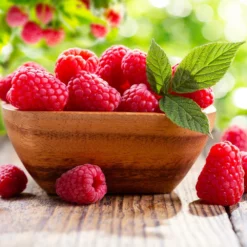 Fast Growing Trees Raspberry Bushes Caroline Raspberry - USDA Organic 8 Fast Growing Trees Raspberry Bushes Caroline Raspberry - USDA Organic