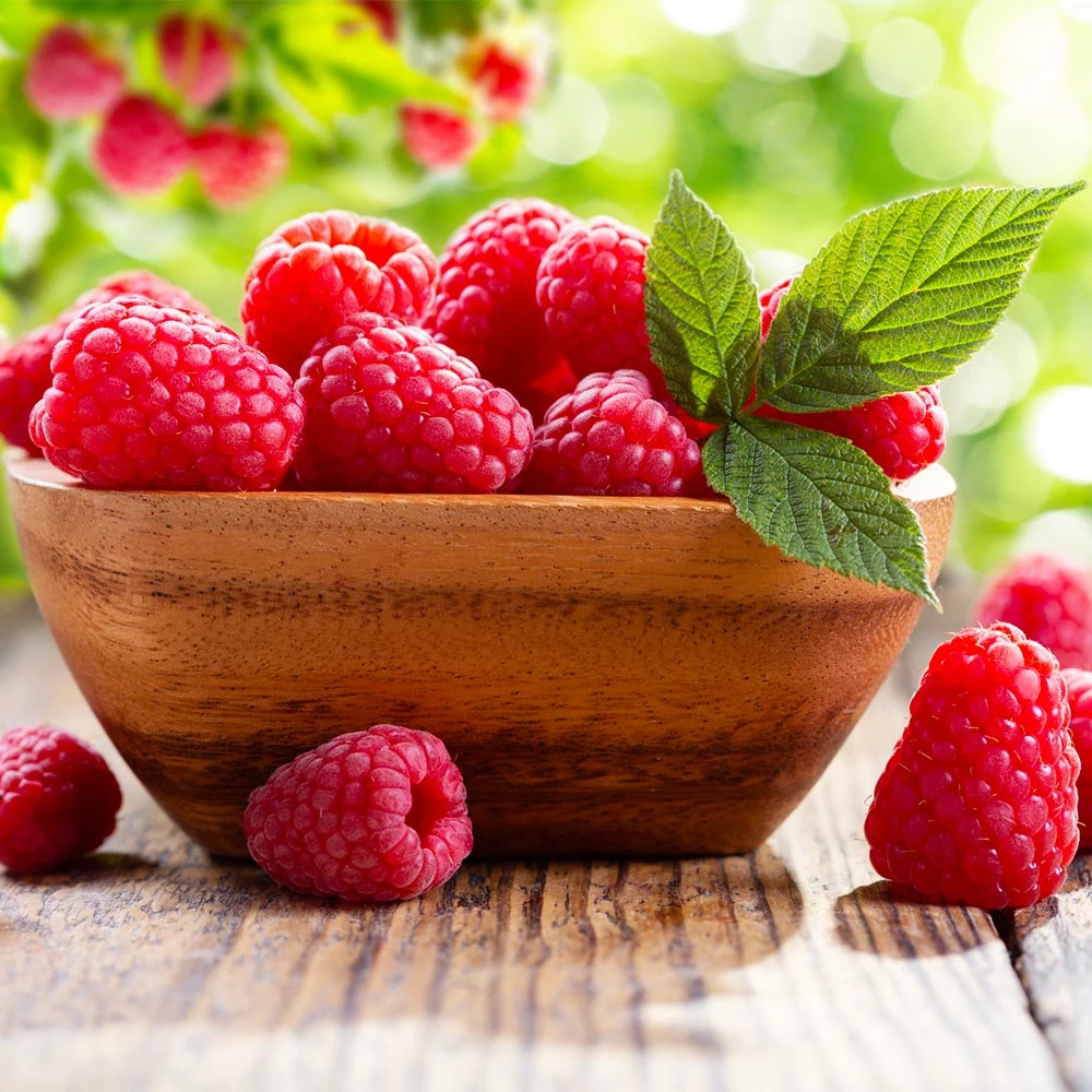 Fast Growing Trees Raspberry Bushes Caroline Raspberry Bush 5 Fast Growing Trees Raspberry Bushes Caroline Raspberry Bush