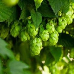 Fast Growing Trees See All Shrubs & Hedges Cascade Hops Plant