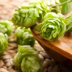 Fast Growing Trees See All Shrubs & Hedges Cascade Hops Plant