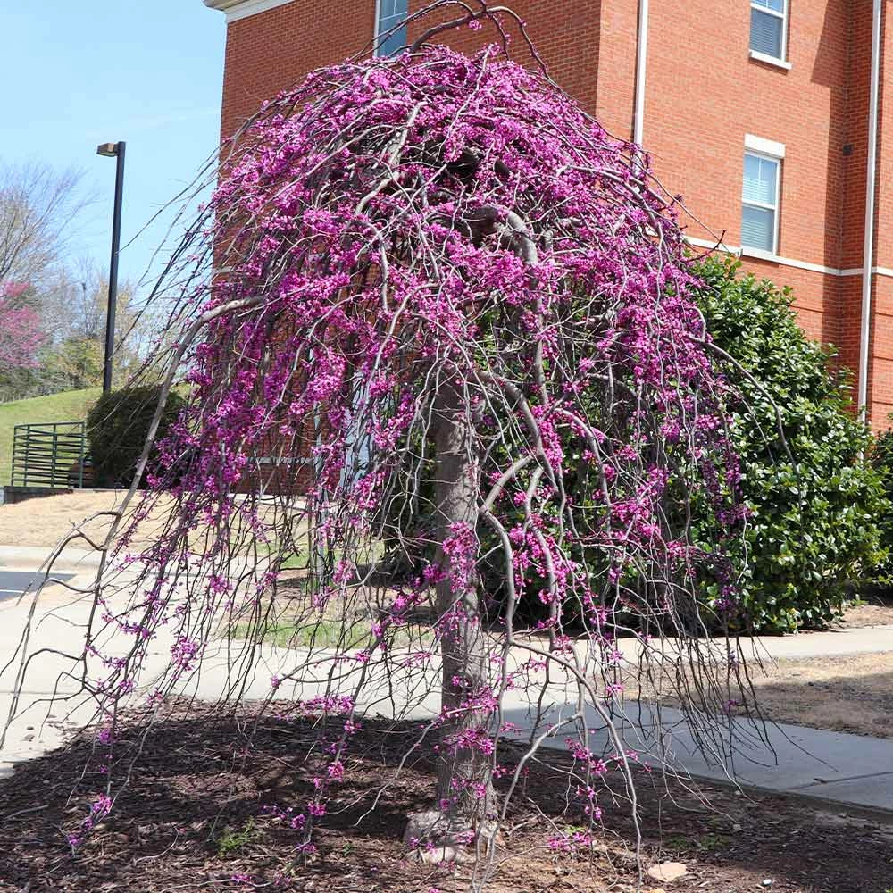 Fast Growing Trees Redbud Trees Cascading Hearts Redbud Tree 5 Fast Growing Trees Redbud Trees Cascading Hearts Redbud Tree