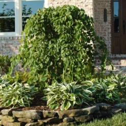 Fast Growing Trees Redbud Trees Cascading Hearts Redbud Tree