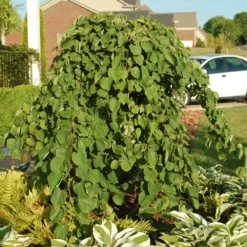 Fast Growing Trees Redbud Trees Cascading Hearts Redbud Tree 10 Fast Growing Trees Redbud Trees Cascading Hearts Redbud Tree