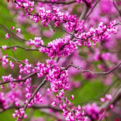 Fast Growing Trees Redbud Trees Cascading Hearts Redbud Tree 11 Fast Growing Trees Redbud Trees Cascading Hearts Redbud Tree
