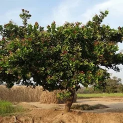 Fast Growing Trees Cashew Tree Nut Trees