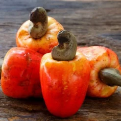 Fast Growing Trees Cashew Tree Nut Trees