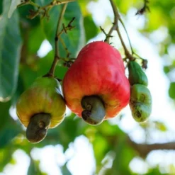 Fast Growing Trees Cashew Tree Nut Trees