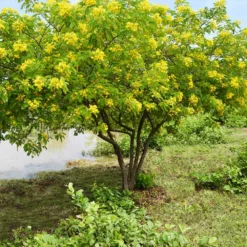 Fast Growing Trees Cassia Tree