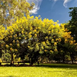 Fast Growing Trees Cassia Tree