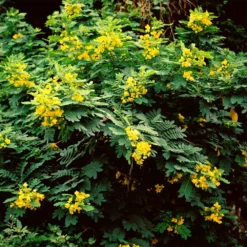 Fast Growing Trees Cassia Tree