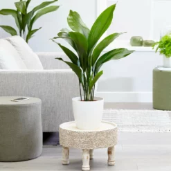 Fast Growing Trees Cast Iron Plant Low Light House Plants 16 Fast Growing Trees Cast Iron Plant Low Light House Plants