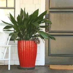 Fast Growing Trees Cast Iron Plant Low Light House Plants 18 Fast Growing Trees Cast Iron Plant Low Light House Plants