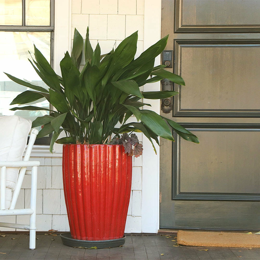 Fast Growing Trees Cast Iron Plant Low Light House Plants 8 Fast Growing Trees Cast Iron Plant Low Light House Plants