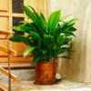 Fast Growing Trees Cast Iron Plant Low Light House Plants