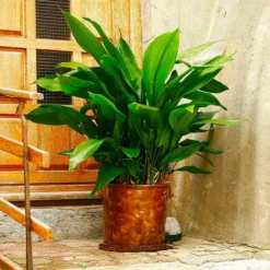 Fast Growing Trees Cast Iron Plant Low Light House Plants