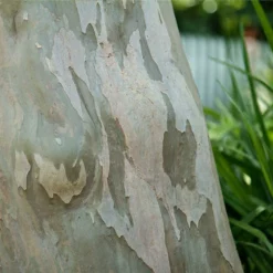 Fast Growing Trees Catawba Crape Myrtle Tree Crape Myrtles 11 Fast Growing Trees Catawba Crape Myrtle Tree Crape Myrtles