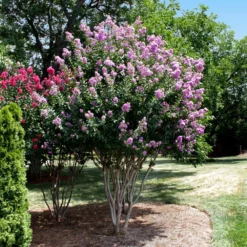 Fast Growing Trees Catawba Crape Myrtle Tree Crape Myrtles 9 Fast Growing Trees Catawba Crape Myrtle Tree Crape Myrtles