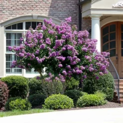 Fast Growing Trees Catawba Crape Myrtle Tree Crape Myrtles