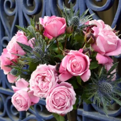 Fast Growing Trees Roses Cathedral Bells Rose